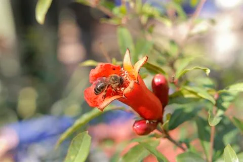 Wasp On Flower Stock Photos