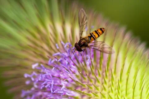 Wasp on the flower Stock Photos