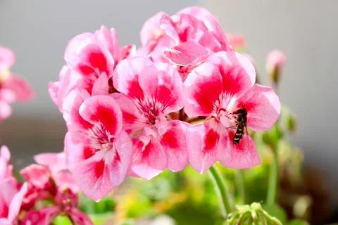Wasp on a flower Stock Photos