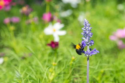 Wasp on flower Stock Photos