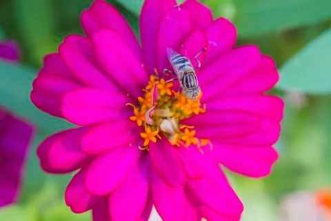 The wasp on the flower Stock Photos
