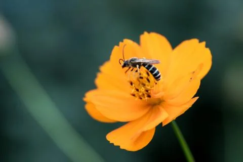 Wasp on a flower Stock Photos