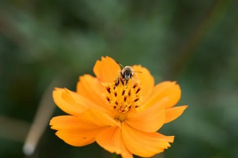 Wasp on a flower Stock Photos
