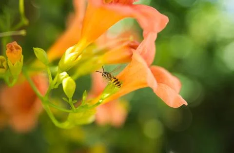 Wasp on flower Stock Photos