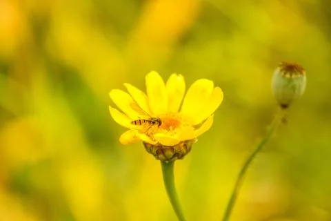 Wasp Flower Stock Photos