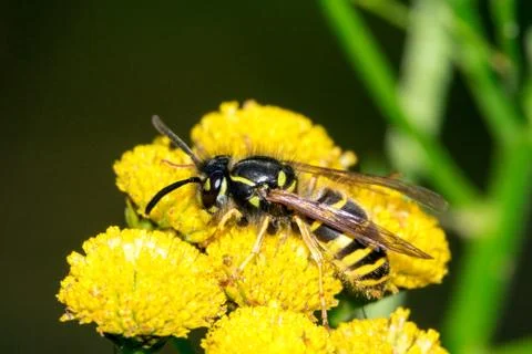 Wasp on a flower Stock Photos