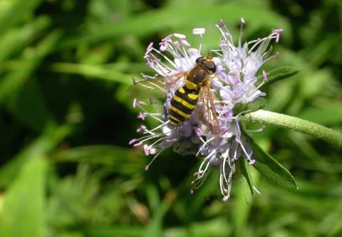 Wasp on flower Stock Photos