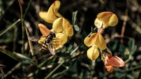 Wasp on a flower Stock Photos