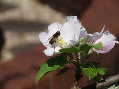 Wasp on a flower Stock Photos