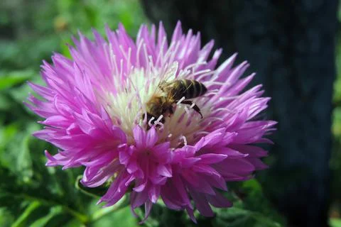 Wasp on a flower Foto stock