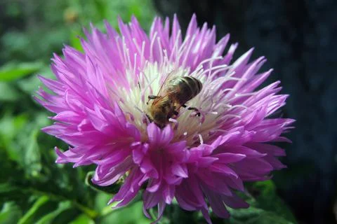 Wasp on a flower Foto stock