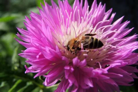 Wasp on a flower Stock Photos