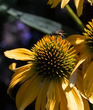 Wasp in a flower Stock Photos