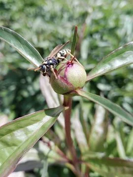Wasp on a flower Stockfoto's