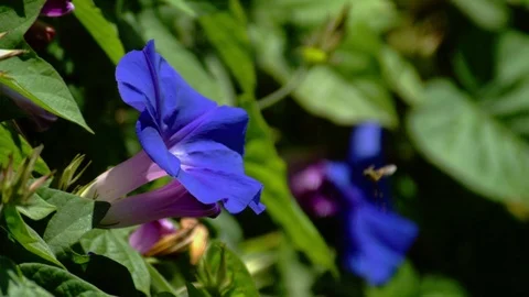 Wasp at Flower Slow Motion Stock Footage 71437466