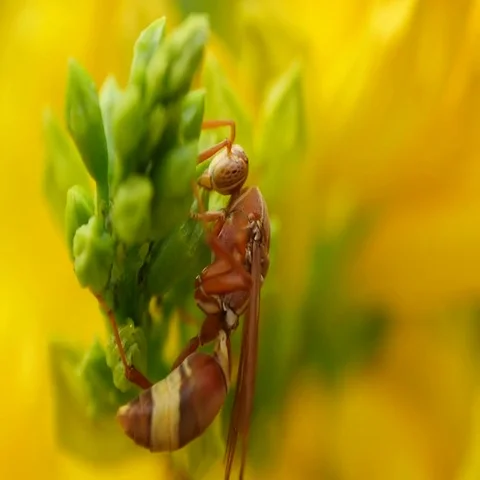 Wasp on flowers. Macro Stock-Footage 69454440