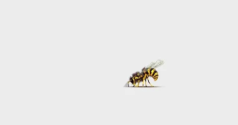 Wasp flying and digging, with alpha mask Stock Footage 89878928