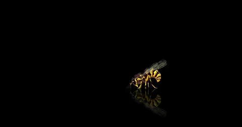 Wasp flying and digging, with alpha mask Video stock 89879060