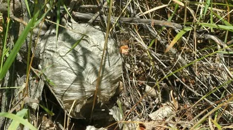 Wasp flying out of nest Stock Footage 11912883