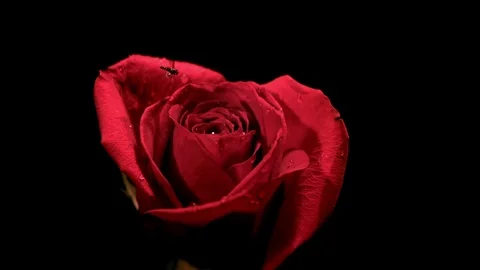 Wasp flying over the red rose in slow motion Stock Footage 81230364
