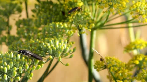 Wasp Flying slow motion Vídeos de archivo 24724402