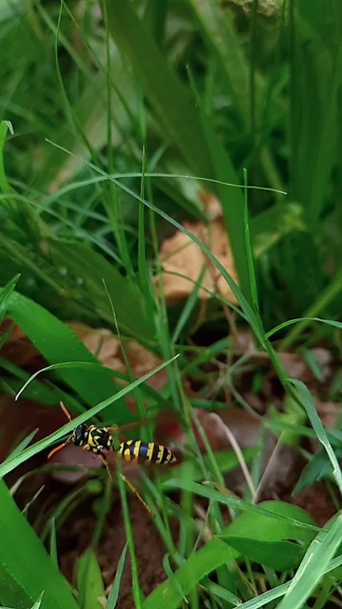 Wasp flying in slow motion Video stock 201366943