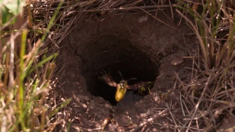 Wasp flying in Vespiary Macro close up shot Slow Motion Wasp Stock Footage 93941075