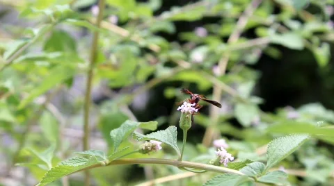 Wasp Stock Footage 725412
