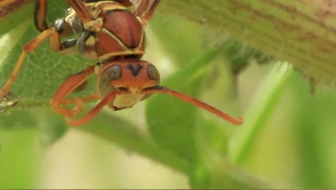 Wasp Stock Footage 7138980