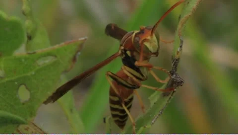 Wasp Stock Footage 7139063