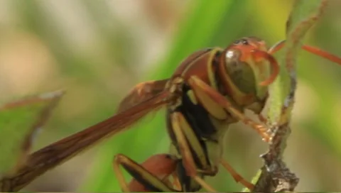 Wasp Stock Footage 7139103