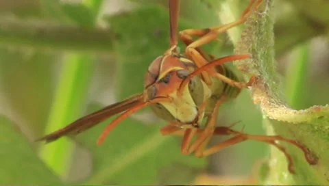 Wasp Stock Footage 7139418
