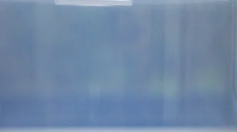 Wasp Stock Footage 7899033