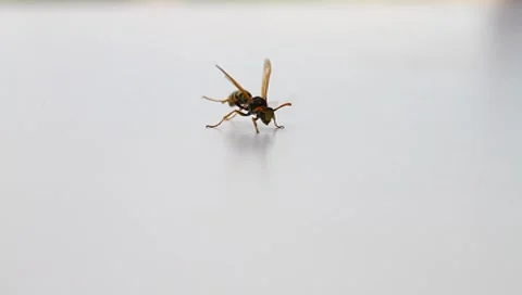 Wasp Vídeos de archivo 7905082