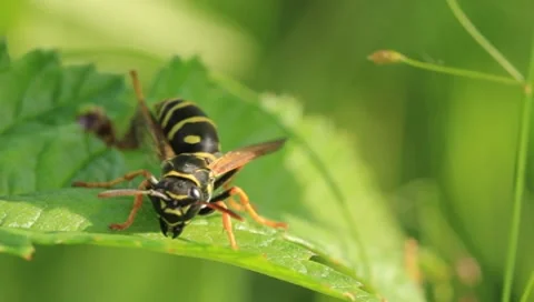 Wasp Video stock 8554923