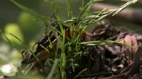 Wasp Stockbeeldmateriaal 11099671