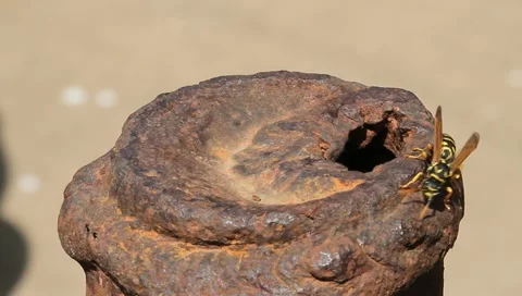 Wasp Video stock 11149655