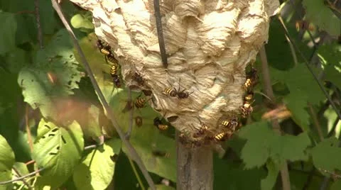 Wasp Stock Footage 18189603