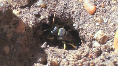 Wasp Stock Footage 21936488