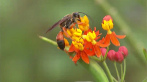 Wasp Stock Footage 32425887