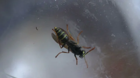 Wasp Stock Footage 33612907