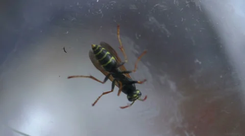 Wasp Video stock 33612995