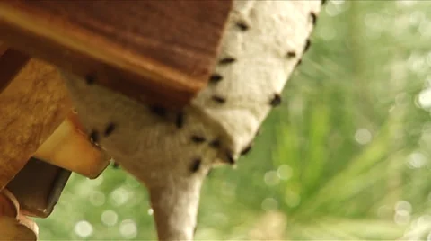 Wasp Stock Footage 37837117