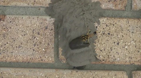 Wasp Stock Footage 39507230