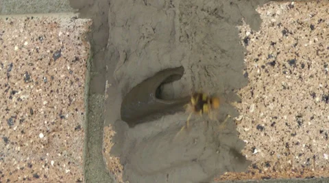 Wasp Видео 39507922