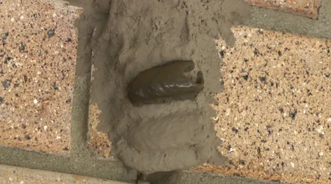 Wasp Stock Footage 39508241