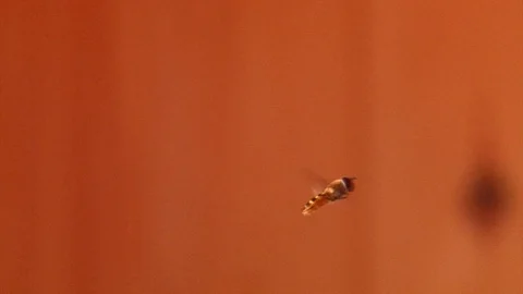 Wasp Stock Footage 91619508