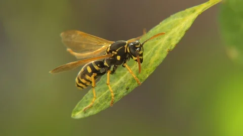 Wasp Stock Footage 106207383