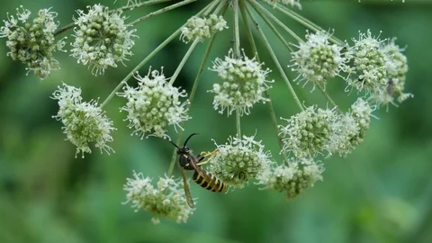 Wasp. Stock Footage 117097681