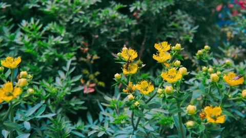 Wasp Stock Footage 239278119